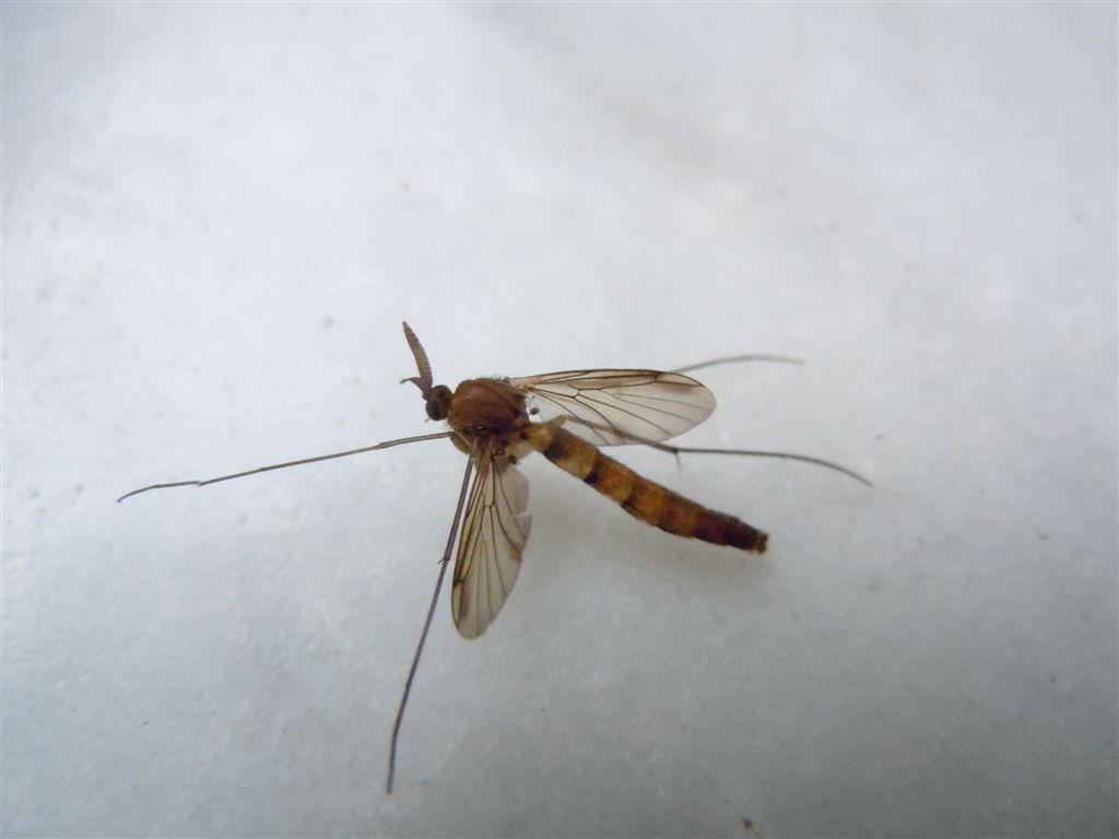 Strana zanzara: Keroplatus testaceus (Keroplatidae)